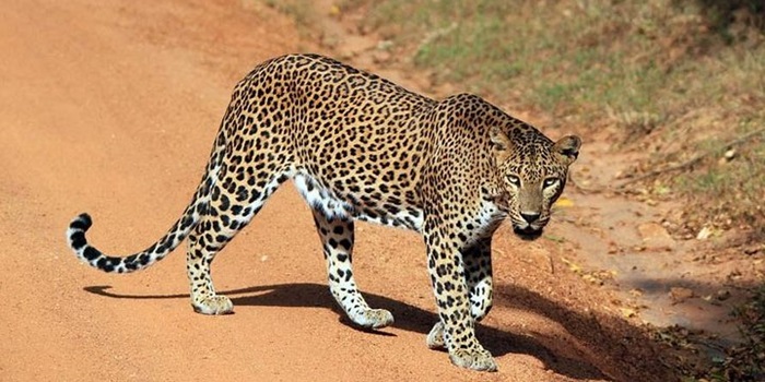 Wilpattu National Park