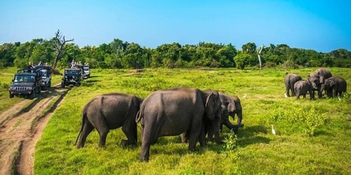 Minneriya National Park